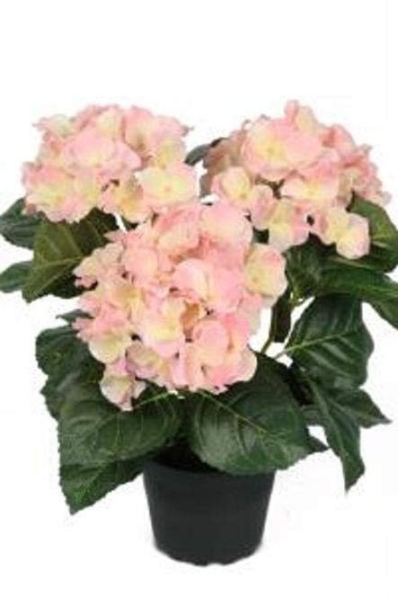 Hovedbilde MR Plant Hortensia Rosa 30cm
