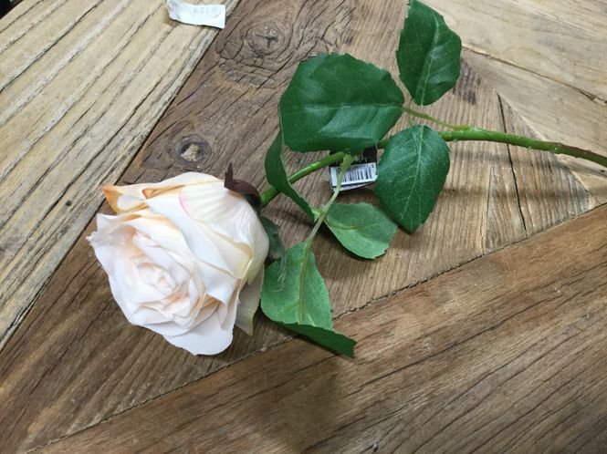 Hovedbilde Sia  Rose Cream