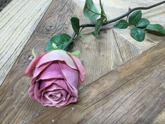 Hovedbilde Mr Plant  Rose Pink