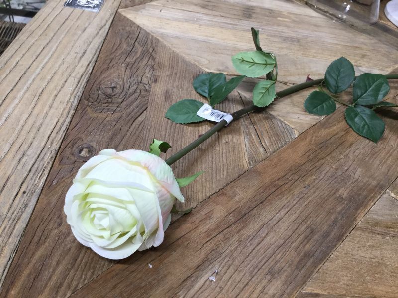 Mr Plant  Rose Hvitt