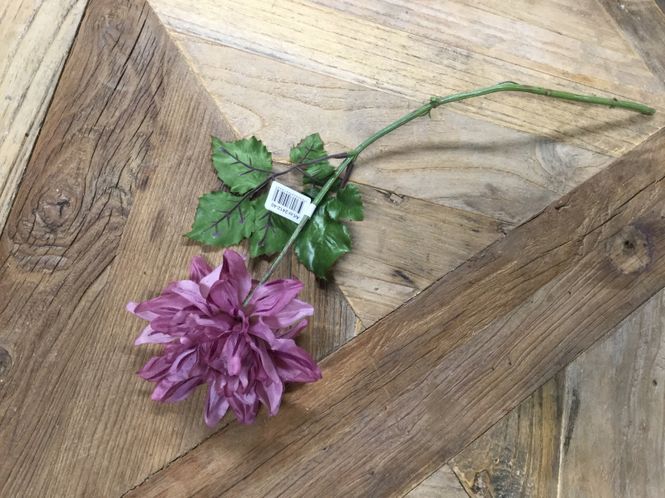 Hovedbilde Mr Plant  Blomst